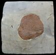 Fossil Leaf (Zizyphoides flabellum) - Montana #52240-1